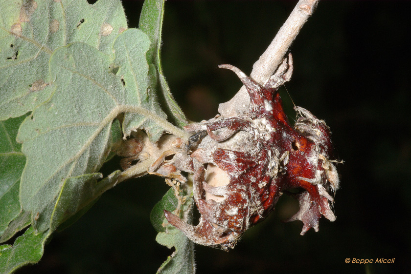 Andricus dentimitratus